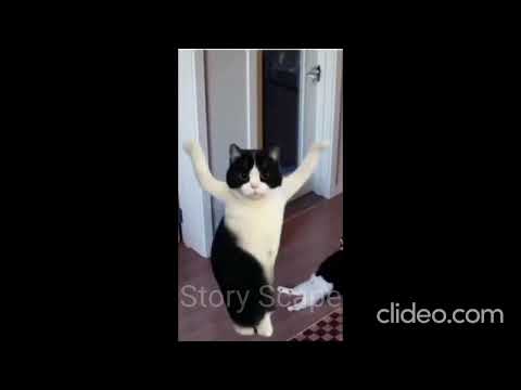 Cat dancing#Sahiba Song#short video#Story Scape