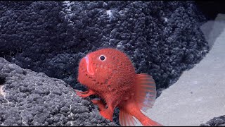 Download the video "Seamounts of the Southeast Pacific | 4K ROV Highlights"