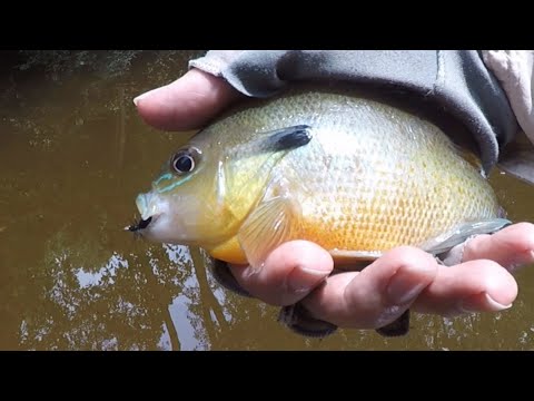 Part 14: How to Fly Fish with a Spinning Rod - Panfish