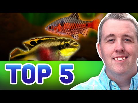 TOP 5 SEMI AGGRESSIVE AQUARIUM FISH