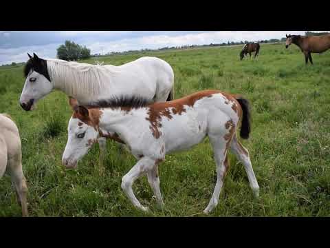 Buttertreehorses  Fohlen 2020,  05.06.2020