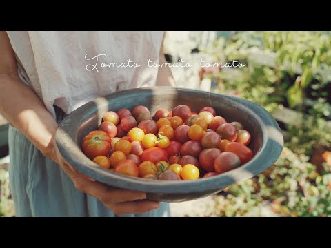 , title : 'プランターで成長するトマト｜天日干しのドライトマト'