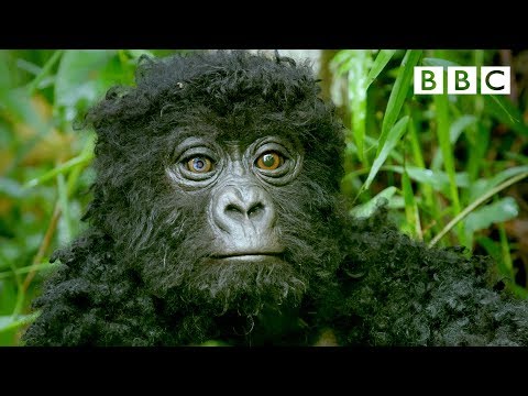 What Happens When a Robo-Gorilla Sneaks In a Gorilla Troop