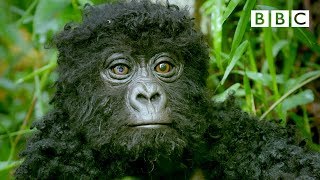 Robot spy gorilla infiltrates a wild gorilla troop 🕵️🦍 | Spy In The Wild - BBC