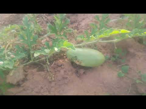 Ground cover (update)@prosacaipira8876