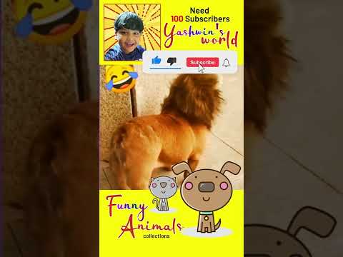 Funny Dog - Best Of All TIME  Funny Animal Videos | #Funny # Shorts #Dog #yashwinsworld Towards 100