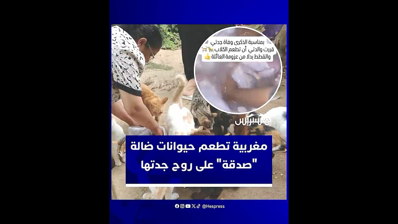 بمناسبة ذكرى وفاة جدتها.. مغربية تستبدل موائد الناس بإطعام الكلاب والقطط كـ"صدقة" وسط إشادة واسعة thumbnail
