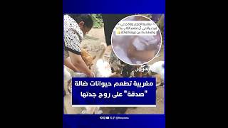 بمناسبة ذكرى وفاة جدتها.. مغربية تستبدل موائد الناس بإطعام الكلاب والقطط كـ"صدقة" وسط إشادة واسعة thumbnail