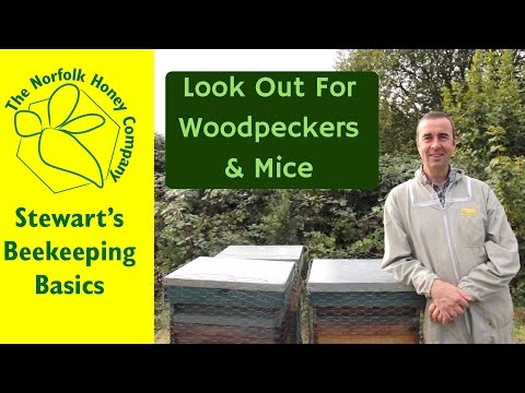 Beekeeping Basics - Winter Protection Against Woodpeckers and Mice - The Norfolk Honey Co.