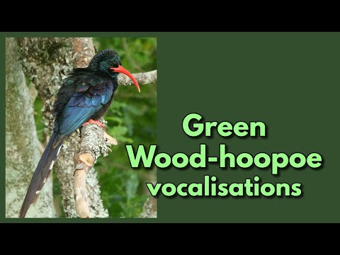 Green Wood-hoopoe vocalisations