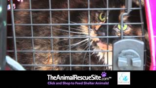 The Animal Rescue Site: Supporting IFAW's Door-To-Door Rescues