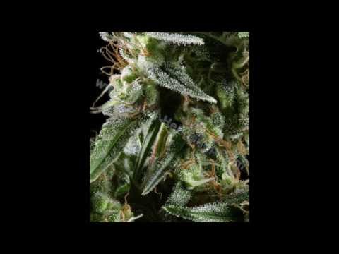 Origins of Sour Diesel