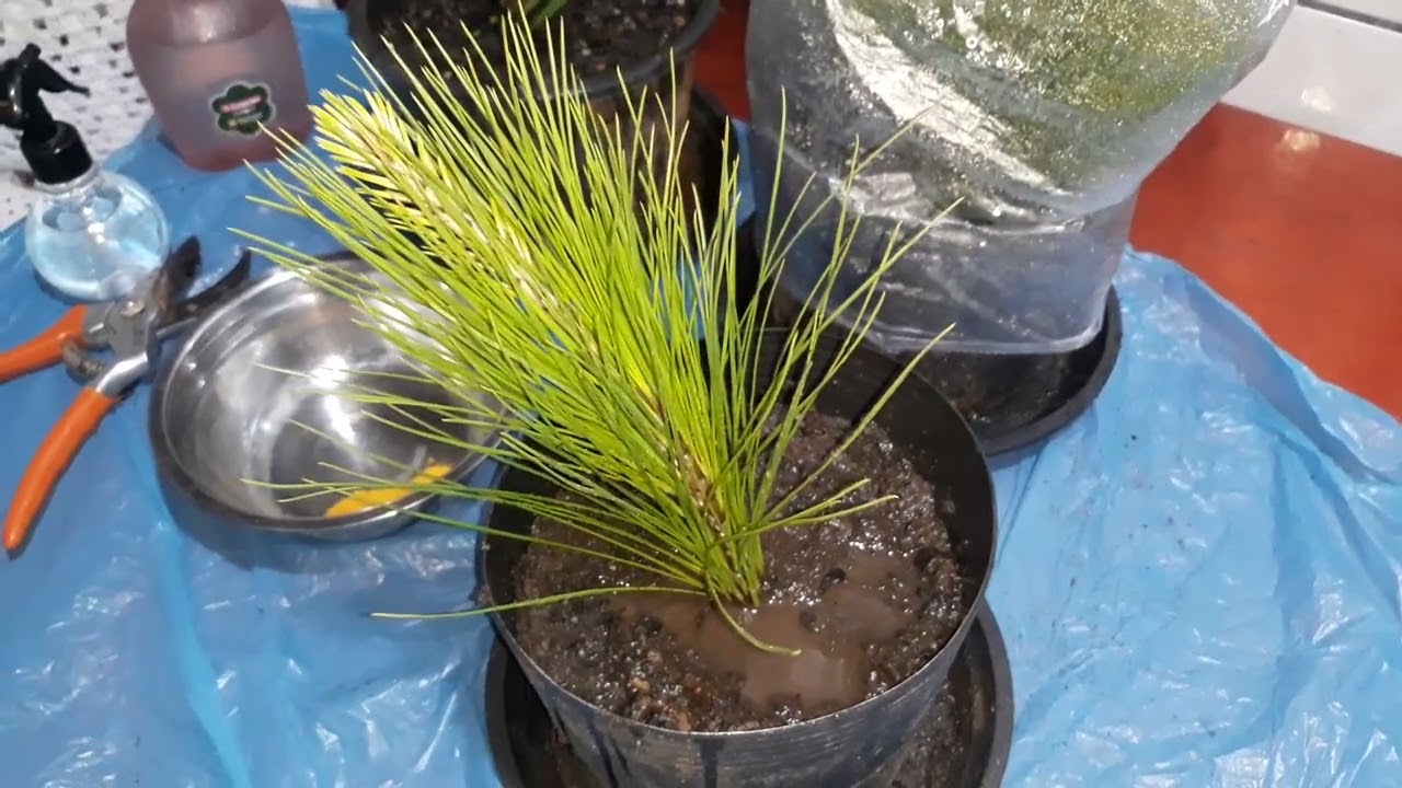 APRENDA A ENRAIZAR PEQUENO GALHO PINHEIRO AMERICANO!!!