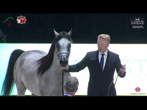 N 88 AL ARYAM BARJES   Arab Breeders Championship 2023   Junior Colts Section A Class 5A