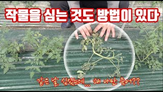 작물 정식!!! 모종 심는 방법에도 요령이 있다??? 이거 하나 잘못하면 작물이 다 죽어요
