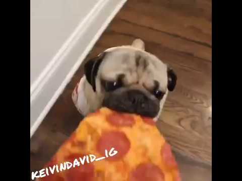 Ed Sheeran - Shape of You [Dog in love]