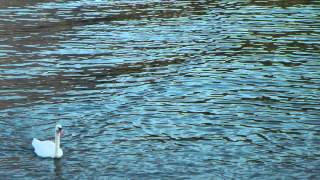 Jimi Hendrix - Italy 1983 (a merman I should turn to be)....