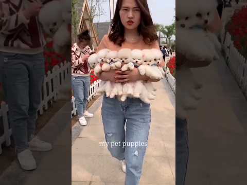 teacup dog breeds / teacup puppies 🐕 mini wood toy art / hand craft #shorts #dog #toys #cute #puppy