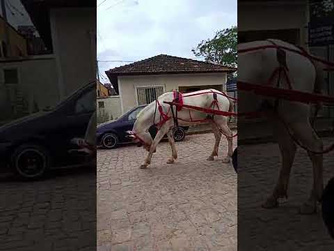 vestival agropecuário de Maria da fé