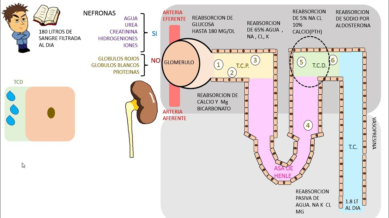 Diureticos : TIAZIDAS