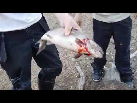 Lemmenpolulla makkaranpaistossa