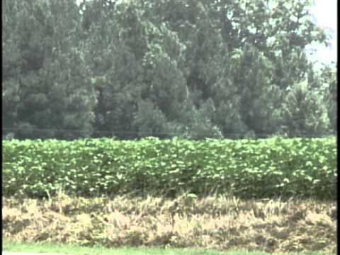 Bulloch County Documentary 5