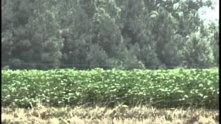 Bulloch County Documentary 5