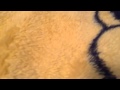 Water Malone Vine