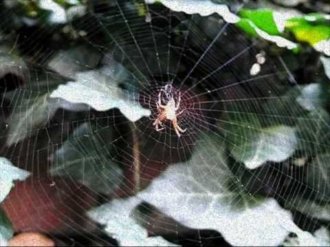 Gradska djeca  OSIJEK - Prevara