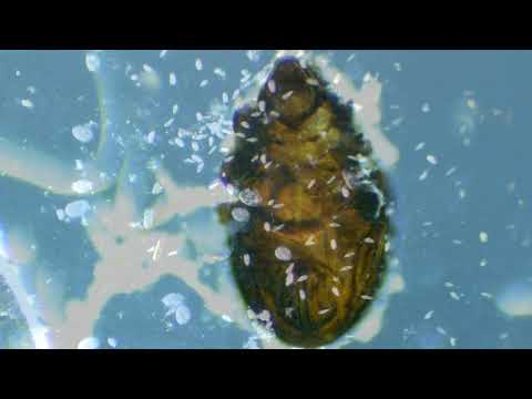 Play Video Youtube Video