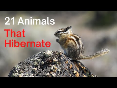 21 Animals That Hibernate, When, and How Long For!