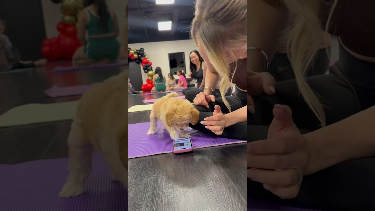 This puppy started class with a little phone scroll—just like the rest of us. #puppies #puppyyoga