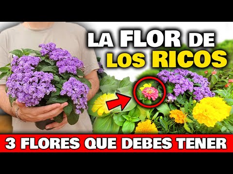 , title : 'Las 3 PLANTAS con FLORES MÁS LUJOSAS y VALIOSAS que DEBES TENER en tu Casa, Jardín o Huerto Urbano'