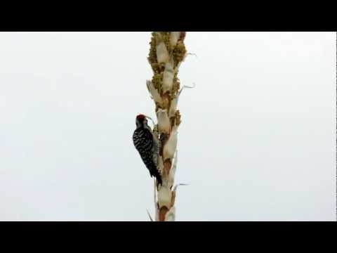 Ladder-Backed Woodpecker.