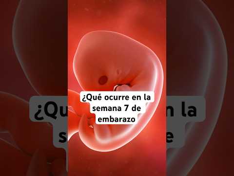 🤔 What happens in week 7 of pregnancy? 🤰 Symptoms and baby development