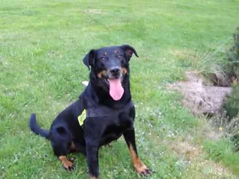 Stunning Beauceron - Rewarded after Training SAR Find
