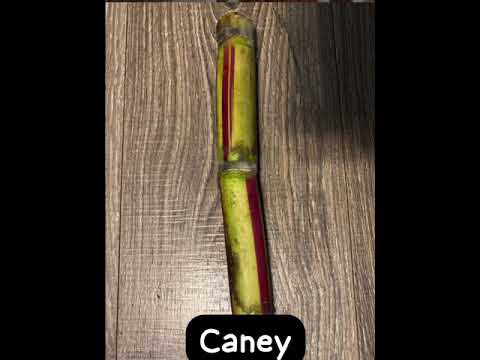 Caney #iyara Pamputtae #dancehall #reggae #foryou #music #reels