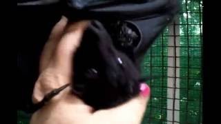 I Haven&#39;t Seen Charlie In Two Months Will She Remember Me?