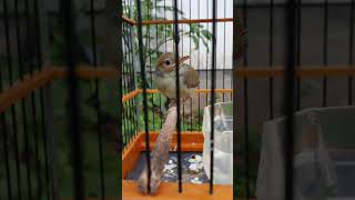 Download lagu anakan prenjak umur satu bulan belajar bunyi #prenjakgacor #prenjakngalun #prenjakpaud #prenjaklumut mp3