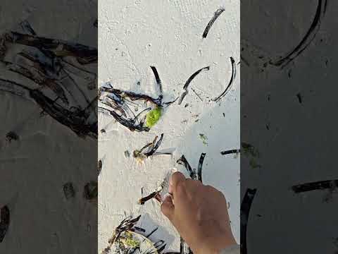 beautiful beach at Matamwe. Zanzibar