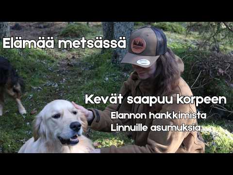 Elämää metsässä - Kevät saapuu korpeen