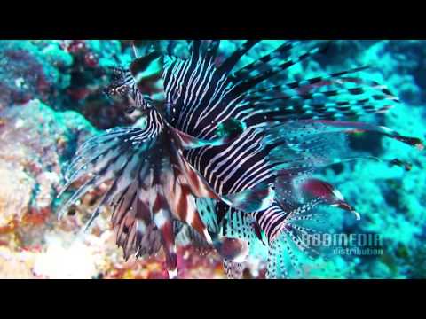 Elektrofish - Ocean Lounge - Dreaming World