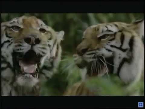 Two Brothers 2004 Trailer Now Available On DVD And Video