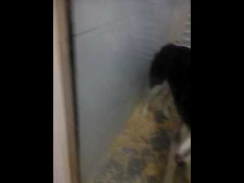 ١ أغسطس، ٢٠١٧