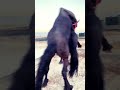 Horse Sex Horse Fuck Horse Horselover Horseriding