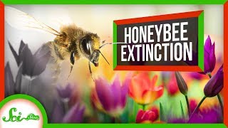 What Would Happen if Honeybees Went Extinct?