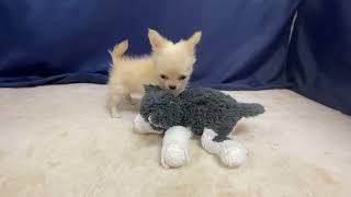 チワワ（ロング）の動画01