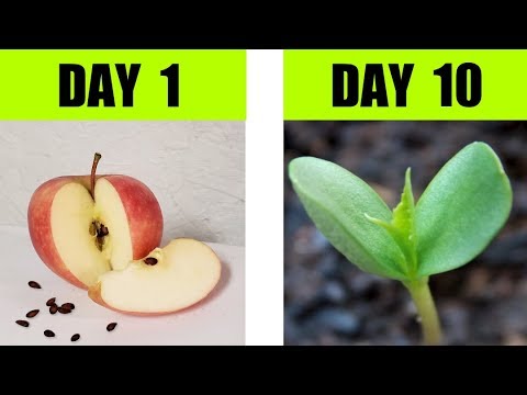 Step by step process of apple seed germination