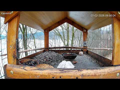 Solińskie ptaki i inne zwierzaki – karmnik na żywo Bieszczady, Jezioro Solińskie, Polańczyk (FullHD)