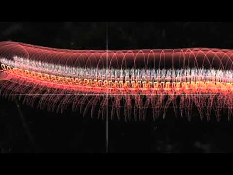 Arthropod Animation  Millipede Breathing Tubes